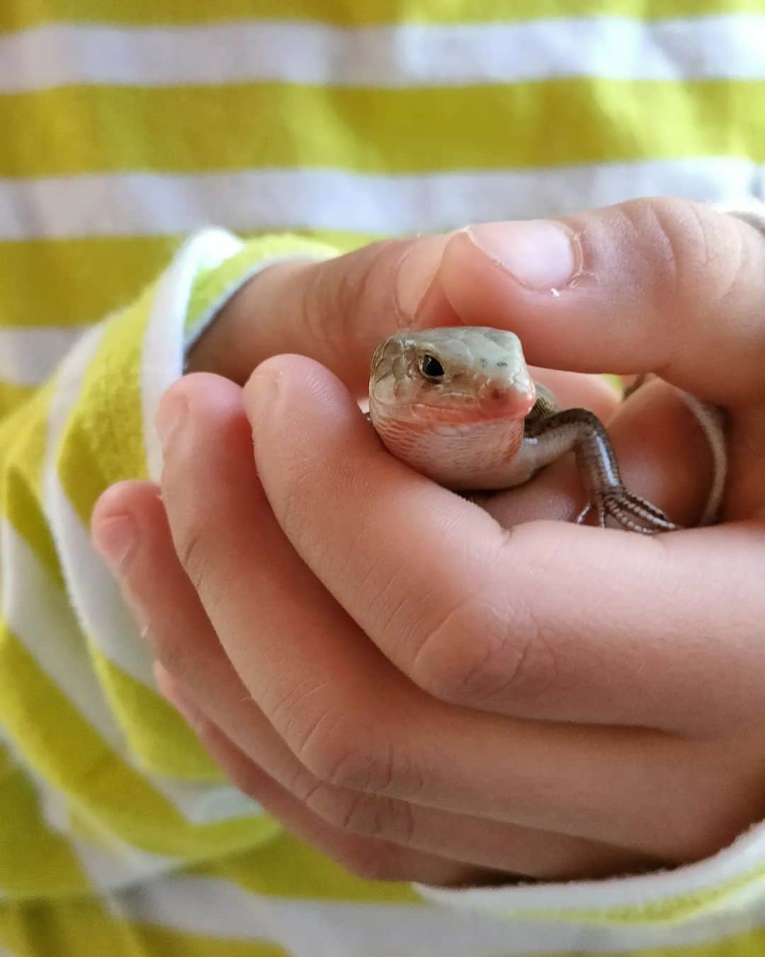 ボビー・ジュードのインスタグラム：「My girl will straight snatch up a lizard. This is the biggest one she's gotten her hands on yet.」