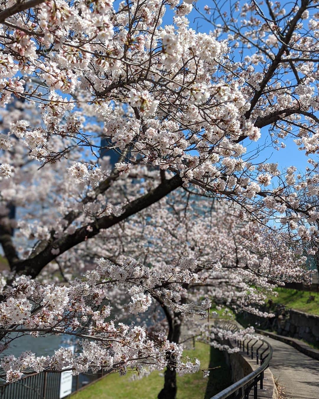 石井里奈さんのインスタグラム写真 - (石井里奈Instagram)「こんばんは💕 今日は大阪編✨ 今年のお花見は大阪からスタート🌸 初めて大阪城にいってきました✨ . 大学入試は日本史専攻だったので、江戸時代の歴史を感じられて楽しかったな〜☺️🌸 3月末ごろに行ったので桜はまだ5分咲きくらいでしたが、十分楽しめました😘✨ やっぱり色々日本のいいところを旅するのは楽しいですね❤️ . もちろんたこ焼きも🐙 わなかの大阪城限定たこ焼きいただきました✨美味しかったなー🥰 . dress... @stylings_official  bag... @chanelofficial  shoes... @jimmychoo  . このワンピース、取材やイベントでかなり大活躍❣️白でスタンドカラーのシャツワンピースなのでしっかりして見えるので❤️こういうワンピース一枚あるとよかったです👗 今週もお疲れ様でした😊💛 . #stylings #スタイリング #りなまるコーデ #大阪旅行 #大阪 #osaka #大阪観光 #大阪城 #大阪城公園 #お花見 #花見 #桜 #cherryblossom #cherryblossoms #chanel #chanelbag #シャネル #春服コーデ #春コーデ #日本史 #江戸時代 #江戸 #sakura #ハーフアップ #シャツワンピース #jimmychoo #大阪市 #関西 #大阪城ホール #たこ焼き」4月22日 19時45分 - ri7tin1025
