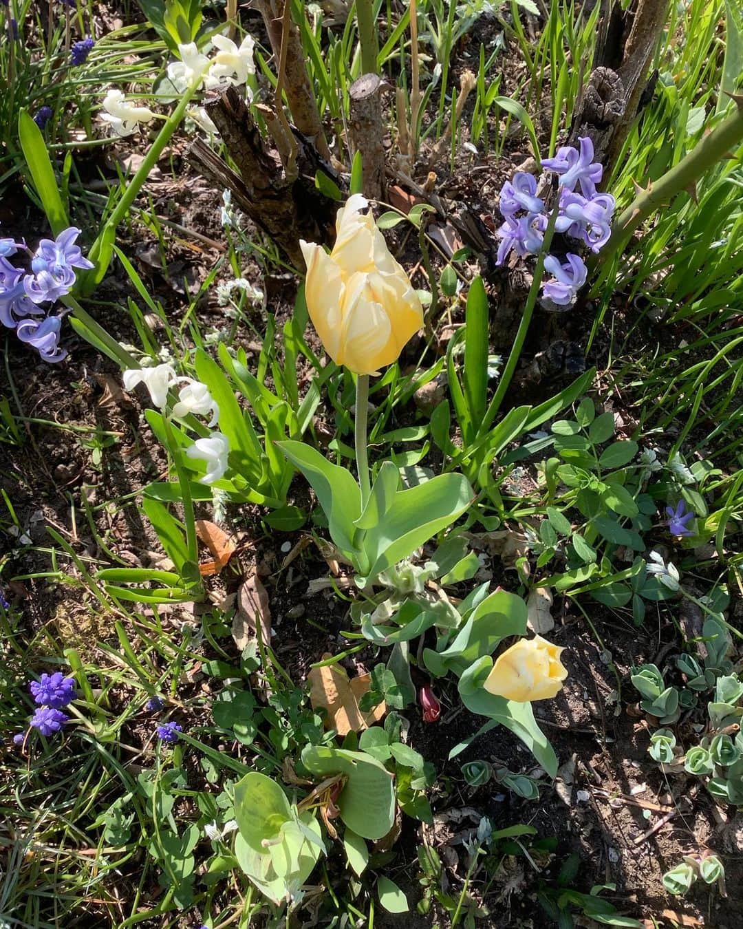 トリンドル玲奈さんのインスタグラム写真 - (トリンドル玲奈Instagram)「オーストリアに住むおばあちゃんが送ってくれた庭のお花の写真🌼  かわいいなぁ。 そして、いつでも遠くにいる大切な人と連絡が取れる今の時代に感謝♡  Anbei Fotos von meiner Großmutter in Österreich ♡」4月22日 23時27分 - toritori0123