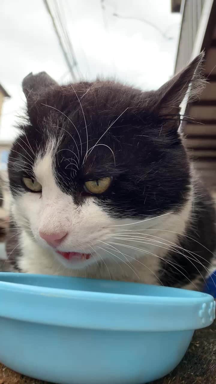 のインスタグラム：「おはようイカスミ朝ごはんlive  #うちの猫ら #猫 #ねこ #ニャンスタグラム #にゃんすたぐらむ #ねこのきもち #cat #ネコ #catstagram #ネコ部 http://kachimo.exblog.jp」