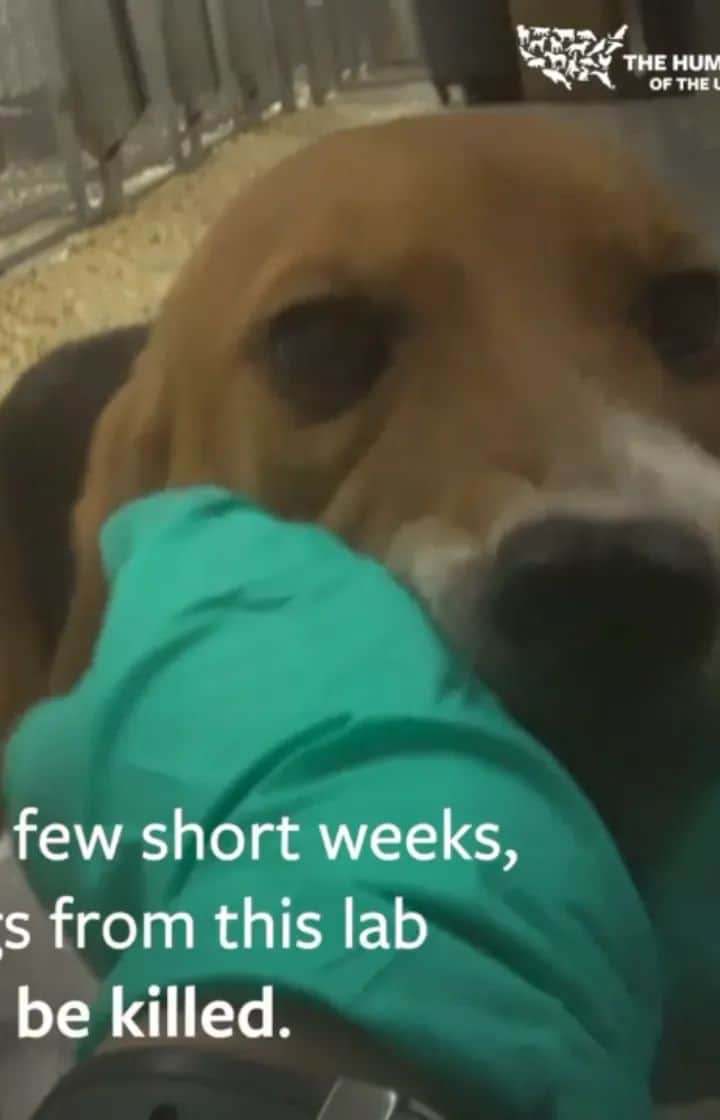 のインスタグラム：「And today this brought me to tears. Tears of horror. Of outrage. Of soul crushing despair. Of shame. For being a part of the human race. Evil exists because of us. Because of humans. It’s disgusting that we are given no recourse for this evil but a petition to sign with the hopes we who care will be heard. It’s disgusting that our government not only sanctions this evil but funds it with tax payers money. This video…is more then I can bear. It may be too much for you as well. So if like me you can’t watch the whole thing don’t. But please sign the petition. Please. Link in my bio!  Repost @humanesociety」