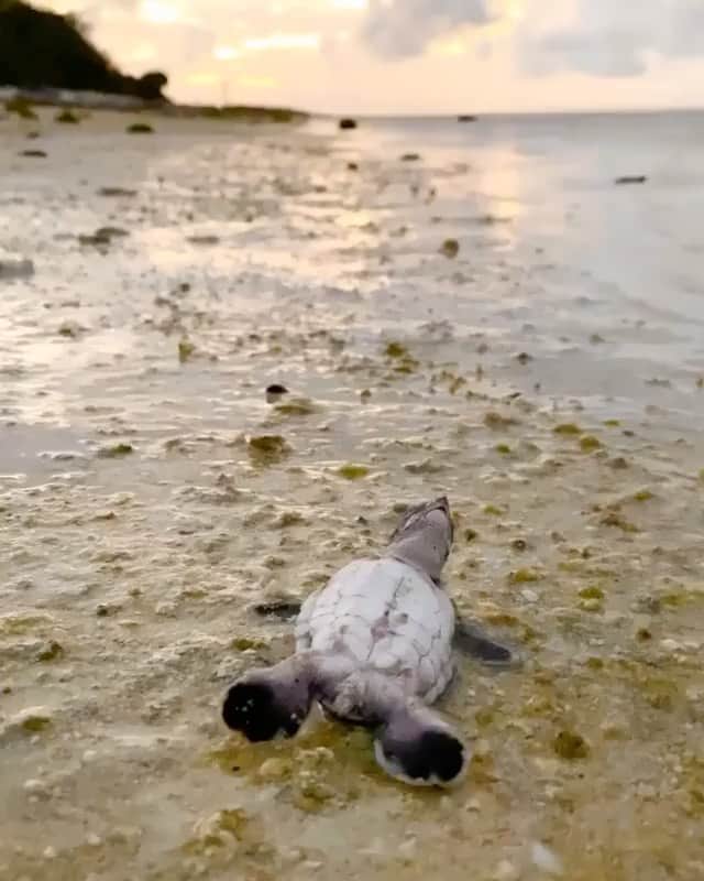 WildLifeのインスタグラム：「Never give up 💪🏼 🐢 🎥 Video by @shot.by.sheree  . . . . #seaturtle #sea #turtle #beach #beachlife #seaturtles #greenseaturtle #greenseaturtles #oceanlife #marinelife #wildlifeonearth #seeaustralia #natgeoyourshot #oceanography #blueocean #deepblue #visitaustralia #natgeowild #wildlife #natures #oceans #oceanlovers #ocean🌊 #theocean.」