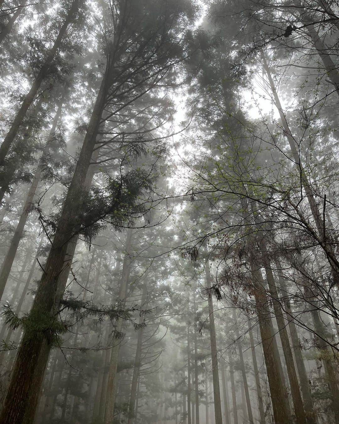 馬場典子さんのインスタグラム写真 - (馬場典子Instagram)「静かな霧に包まれました。  #馬場典子 #ばばちゃんネル」4月23日 10時45分 - baba_channel