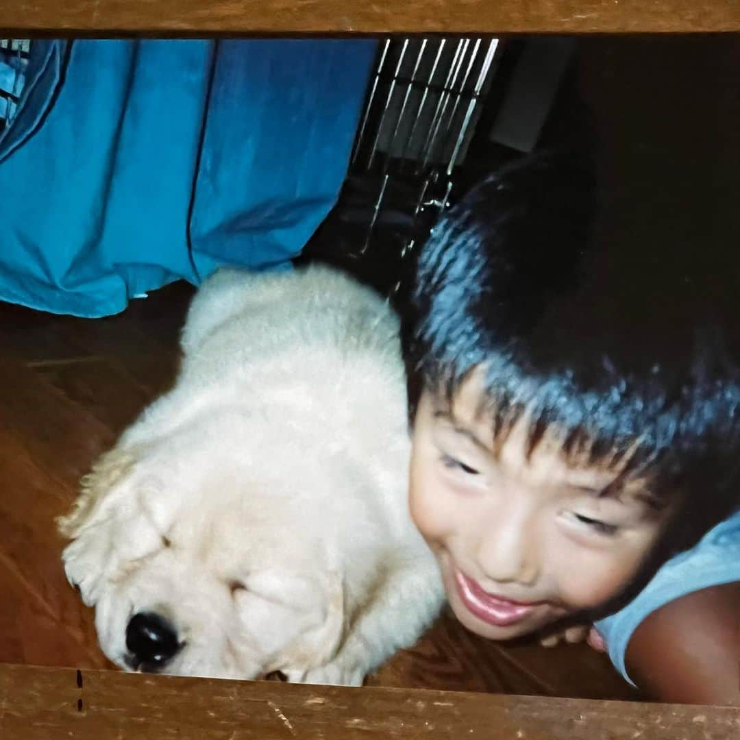 野村祐希のインスタグラム：「今日はレオンの命日ということで 小学生時代のアホ面と愛くるしいレオンの写真💕 野村家のレオン覚えてる人！🙋‍♂️🙋‍♀️  #レオン #命日 #ポチたま #ゴールデンレトリバー #子犬 #肩黒すぎ #アホ面」