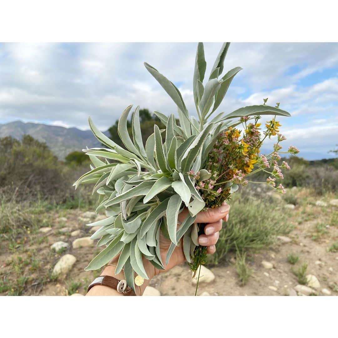 一色紗英さんのインスタグラム写真 - (一色紗英Instagram)「◯ カリフォルニアの広大な大地に自生するホワイトセージ。 観点より純粋意識でひと握りだけ摘ませてもらいました。 商品発送の際に一葉ずつ添えたいと思う。@archi_gibbous」4月23日 14時03分 - this_is_sae