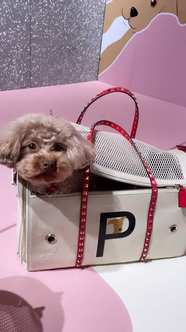 大政絢のインスタグラム：「#RockstudPet @maisonvalentino   🐶❤️🐶」