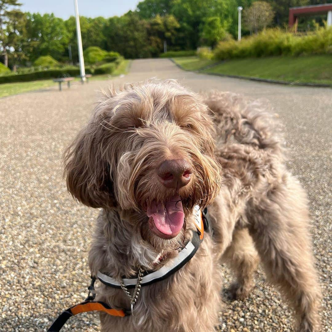 薮下柊さんのインスタグラム写真 - (薮下柊Instagram)「Love her smile 😊💓 : #labradoodle #doodlelife #doodlelove #labradoodlelove #doodle #puppy #puppies #puppydays #puppylove #dogs #dogphotography #puppyphotography #doodletales #doodlesoftheworld #doglover #POPEYE #犬　#子犬　#ラブラドゥードル　#愛犬　#いぬすたぐらむ　#犬がいる生活　#いぬのきもち　#ふわもこ部　 #ポパイ　#大型犬　#大型犬のいる生活」4月23日 19時37分 - __yabushita_shu__