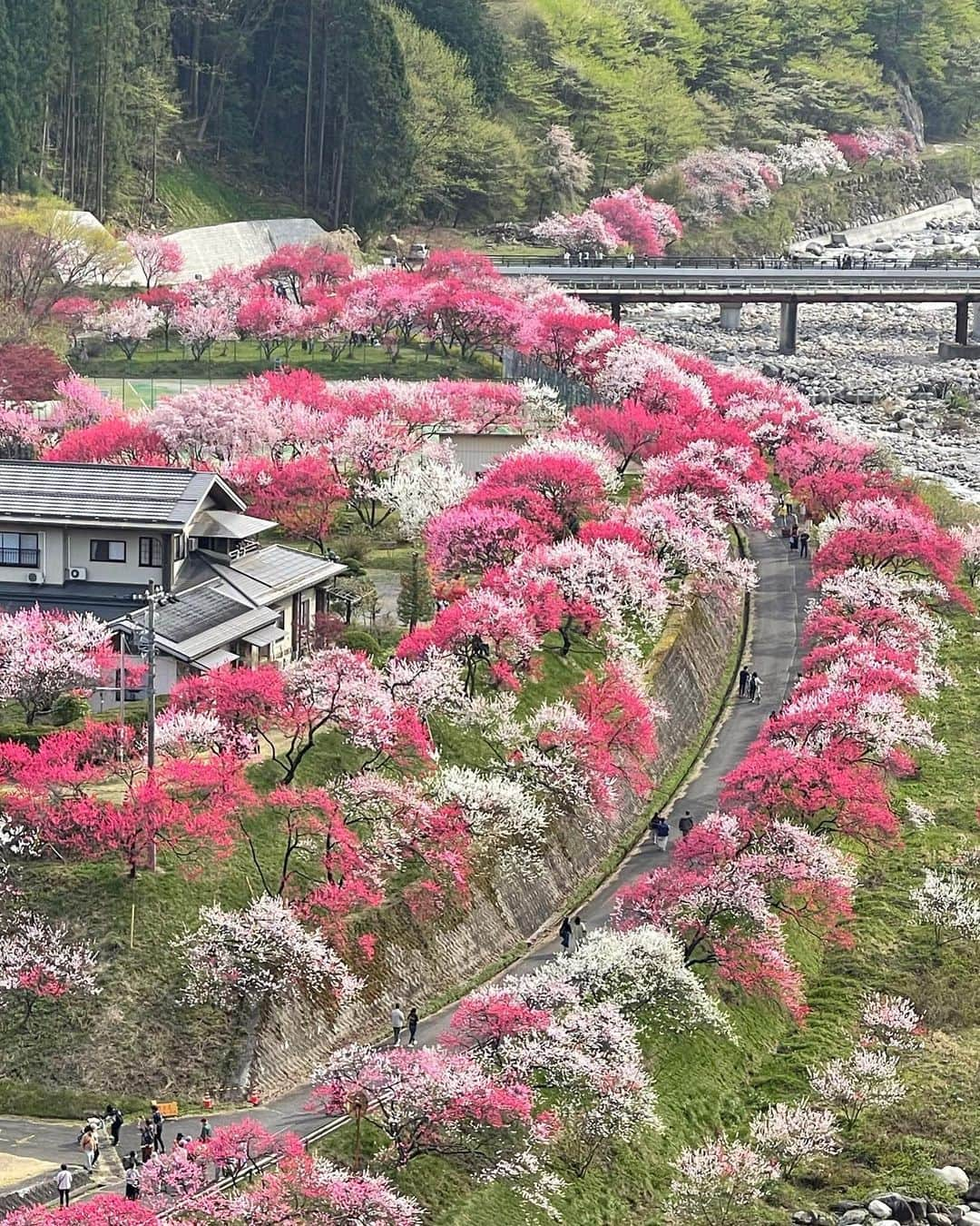 JAPANのインスタグラム：「花桃の里 hana momo flowers　#花桃の里 #花桃　#はなもも　#ハナモモ」