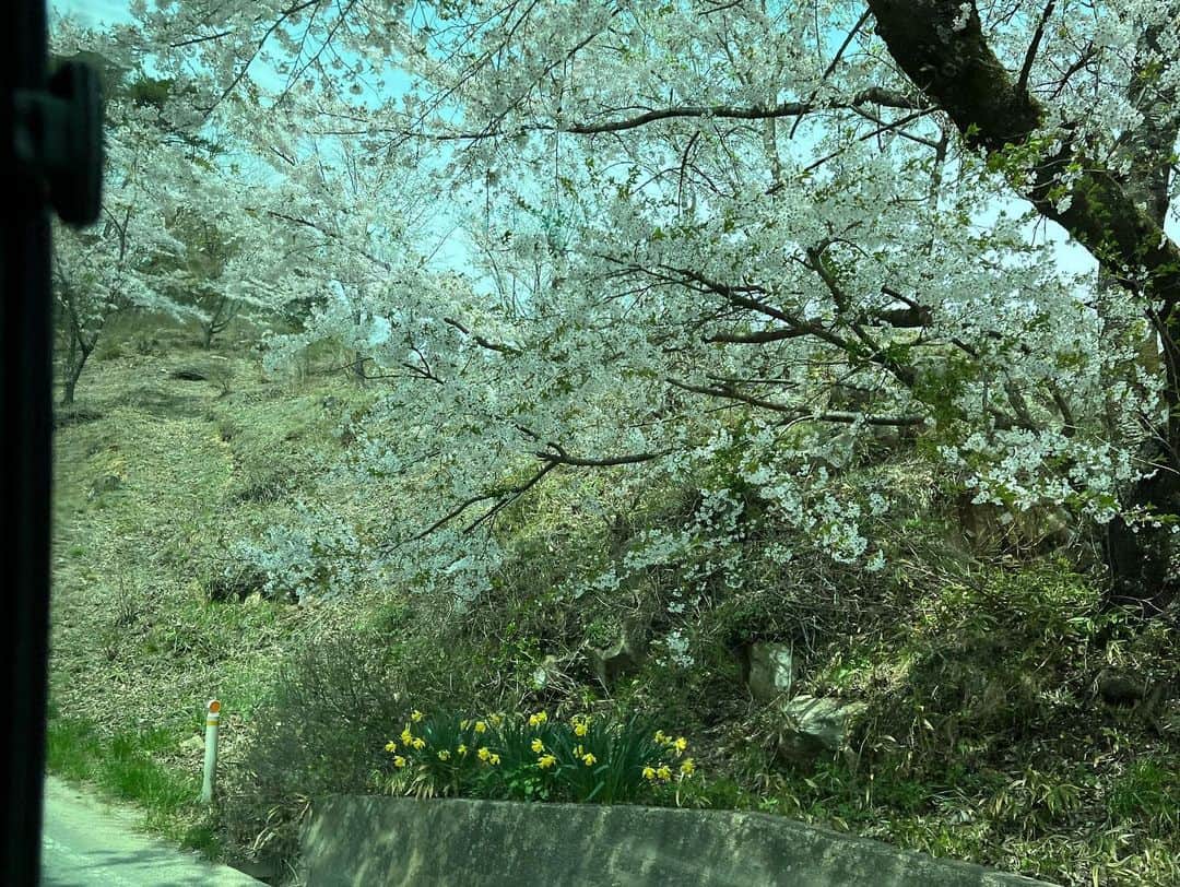 栗原はるみさんのインスタグラム写真 - (栗原はるみInstagram)「みなさんおはようございます。 たった今写したばらです。期待していましたがきれいな一輪だけ。でも隣りのモッコウバラは花と蕾が沢山！嬉しい！ 昨夜福島から戻りました。 楽しい時間はあっという間に終わってしまいますよね？ 昨日はロケバスに乗っていろいろな方を訪ねました。凍みもちを作っている方や切り干し大根を作っているご夫婦にお会いしたり地元の野菜や果物を使ったピザレストランへ行ったり、アグリカレッジ福島(福島県農業短期大学校)の副校長さんや学生さんにもお会いしたり楽しい一日を過ごすことができました。ロケバスから写した福島のきれいな景色です。みなさん是非見てくださいね〜。また近いうち福島へ行ける日をとても楽しみにしています。みなさん今日も楽しい一日を過ごしてね。私は庭の手入れ、試作をします。 #栗原はるみ  #kuriharaharumi  玲児さんが私が帰ってほっとしています。」4月24日 7時21分 - harumi_gram