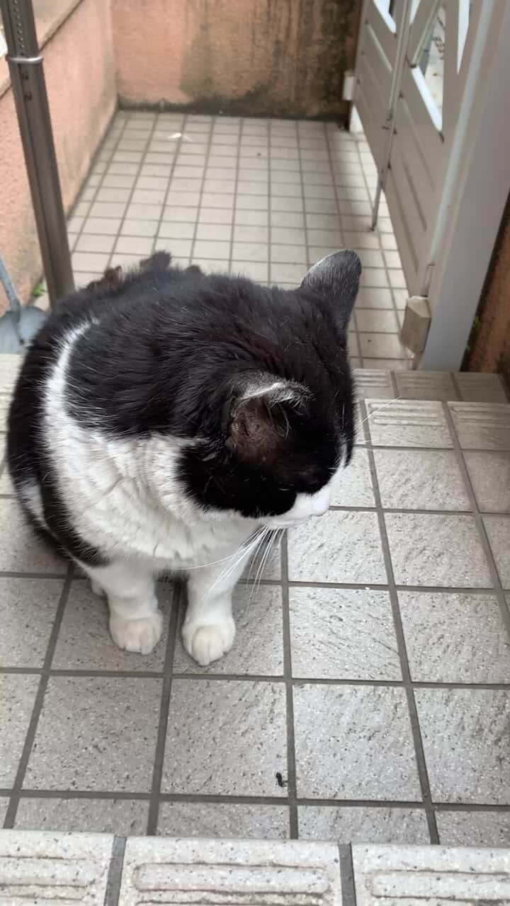 のインスタグラム：「イカスミ朝ごはんlive  #うちの猫ら #猫 #ねこ #ニャンスタグラム #にゃんすたぐらむ #ねこのきもち #cat #ネコ #catstagram #ネコ部 http://kachimo.exblog.jp」