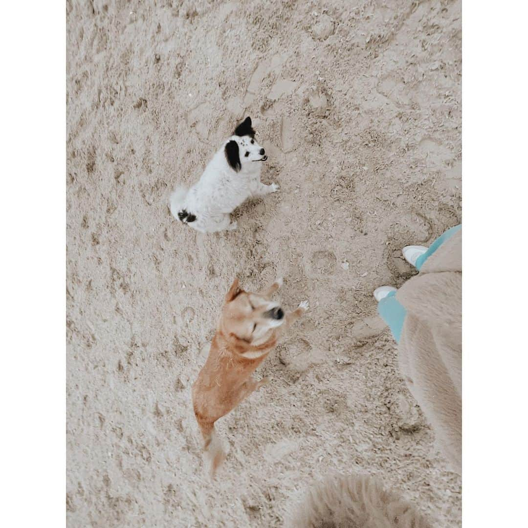 紗栄子さんのインスタグラム写真 - (紗栄子Instagram)「みんなおはよう🐶💖🌿  今日のファームは曇りだけど、Weekend Caféもopenしてるよ🐥🌿  写真に写っているファームの保護犬のあんずとあずきとラブちゃんは厩舎のスタッフルームに居るんだけど、元々野良犬だったからか隙あらば脱走するので、皆さんも見かけたらスタッフに教えてくださいね😅💕  今日も皆さんにとって素敵な1日となりますように💖 #あんず #あずき #らぶちゃん」4月24日 8時19分 - saekoofficial