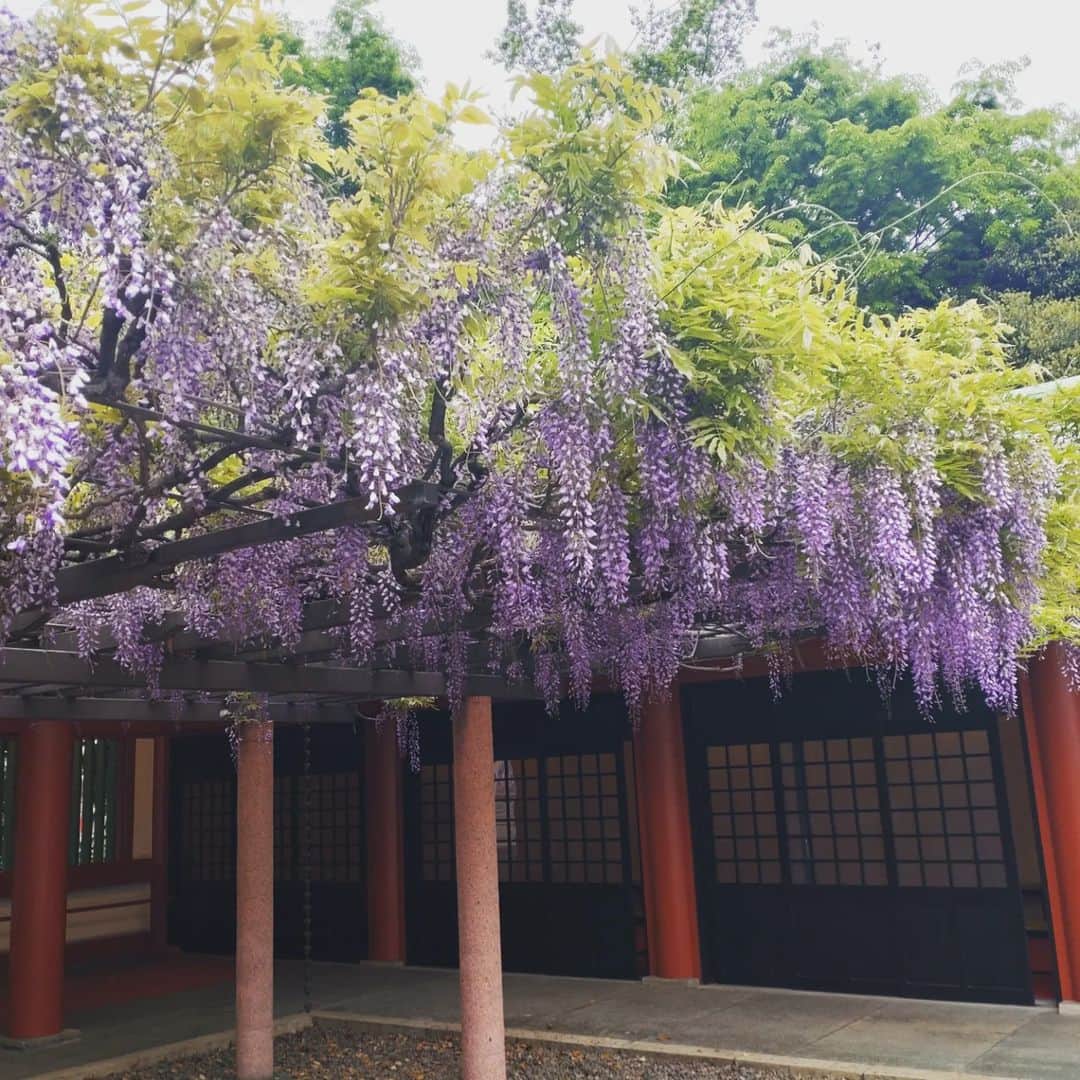 工藤亜耶のインスタグラム：「少し気分が落ち込んだ時は、参拝☺  藤の花が綺麗でした😊」
