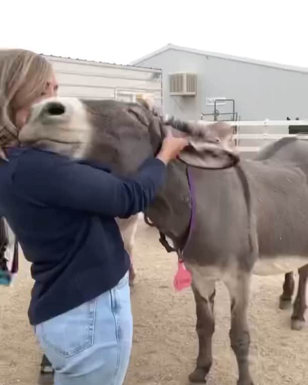 animals.coのインスタグラム：「The face of pure happiness 😍 Video by @fortheloveofass_」