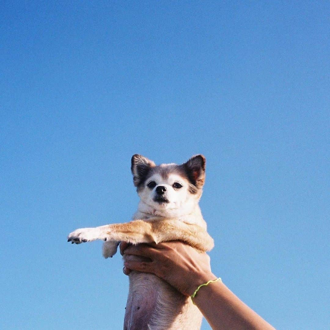 イアリサさんのインスタグラム写真 - (イアリサInstagram)「皆さまにご報告です。  3月7日 新しい緑や花が咲き始めた キラキラ輝く春の始まりに 愛するデコが永眠いたしました。  4月24日の今日はデコの49日です。  デコと出会ったのは まだまだ未熟で何も分かっていない19の時で そこから気が付けば私も30半ばになり 心に穏やかさを感じ始めた時の別れでした。  後悔が出てきたりするのかな？と思ってたけど 後悔は今も1つもありません。 デコにもう大丈夫だからと断られるほどの愛を注ぎましたし、全てを共にコンプリートしたと思います。  3月7日は デコの友達みんなが家に来てくれました。  今となっても笑い話だし その時も笑っちゃったけど みんな私より泣くんです。  デコにはいっぱい泣いてくれる デコが大好きなデコの友達がいたことを 改めて感じれた時間で それが何よりも嬉しかったし 幸せな気持ちになりましたし 私の救いとなりました。  デコが亡くなり、しばらくの間 お休みをいただきました。 働こうと思ったけど、今は無理しちゃだめだよと周りの皆さんが私を休ませてくれました。  家に来てくれたみんなも お休みをくれた仕事関係の方々も 1人1人が私の心にそっと寄り添ってくれて。  デコの周りに優しい愛の世界があったように わたしの周りもデコが生きた世界と同じように 優しい愛の世界があって。 私もそこで生かされていたと デコをきっかけに心から感じることができました。  今でも感謝しています。 本当にありがとうございました。  私も人に優しくいれる、真心の愛を持つ人間にならないといけないなと思えましたし、今でも思い生きています。  私はちいさな頃から動物がとても好きで 動物に会えば必ず話しかけます。  え？話してるの？ と周りに聞かれるのですが うん、話したよ。 と動物と通じた時は言っています。  長いことやり続けると、動物と心が繋がる瞬間がでてくるんです。  でもそんな難しい話とかはできなくて ちょっとしたことだけ会話的なものができます。 (野生動物はちょっとまだ難しいです。なんか理由はまだはっきりはしてないけど人と近い子が人間の言葉を知っているからだと思います)  いつからコミュニケーションを取れるようになったのかは明確ではないのですが、これは私の人生でどうしても手に入れたいと思っていた夢でした。  単純に好きだからそうなったのかなぁ？ と思っていたりしてたけど 動物とちゃんとコミュニケーションをとれる力を私につけてくれたのはデコなんです。  その能力をデコは私に残してくれました。 その事に気が付いたのは、デコが亡くなって、ふと振り返った時でした。  彼女は私の夢を叶えてくれていました。 ありがとうデコ。  昨年とても信頼できるタロット占いの方にデコの事を聞いた事がありました。  その時デコとなぜ出会ったのかを尋ねたら 「人生は楽しいんだよ！ デコちゃんといると楽しい人生になるよ！ 母ちゃんと家族になるために 母ちゃんをお守りするために出会ったんだよ🐶」 と言っていると言われたことがありました。  確かにデコは常に私を小さい体ながら 全力で番犬です！と、守ってくれていたし デコと過ごした時間の全てが楽しいと思える日々でした。  生きるうえで何を大切にするべきなのか 人生をかけて教えてくれたデコ。  デコは幸せの中で生き 目に見える姿がなくなっても 幸せのある場所にいつもいます。  合わせているわけでもないのに デコとお別れをする時に みんなが各々と 「デコ、またね。」 とデコに伝えていました。  私も最後に出た言葉は 「デコ、またね。愛してるよ」 でした。  だから いつかまた会えるんです。  みんな巡るいのち。 一度出会えたんだから。  心は繋がっているから。 大切なものは目に見えないから。  また会えるその日まで きっとすぐだろうけど！ デコが楽しく、笑顔のある日々を生きていたように 私も生きていきます。  いっぱい一緒に遊んで いっぱい一緒に笑って いっぱい一緒に食べて いっぱい一緒に寝て 信じられないほどワガママで １つも言うこと聞かない だけど誰よりも平和で愛を持った 面白くて世界で一番可愛い 最高の相方でした！  私に生まれて、デコに出会えて 私に生まれてこれて本当によかった！  デコ楽しかったね！ 父ちゃんも母ちゃんもとーっても楽しかった！  生前デコを可愛がってくださった皆さまも 大変お世話になりました。 本当にありがとうございました。  またね、デコ🐶 心から愛してる❤  #でっちゃんtomorrow #一時的な不在 #いつもそばにいるよ」4月24日 21時23分 - _i.arisa_