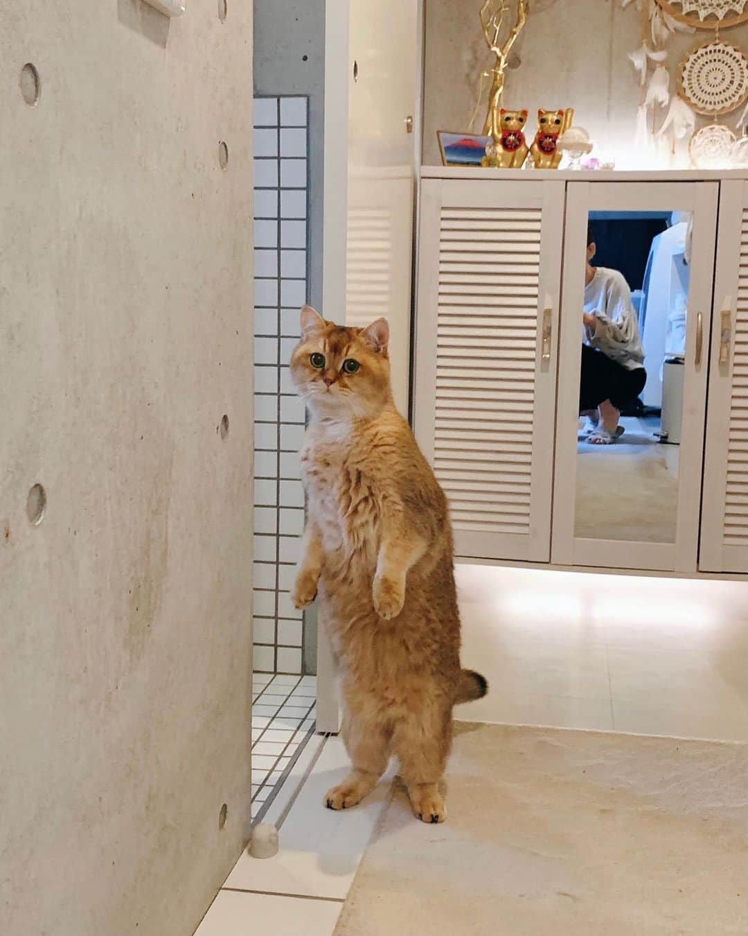 ソフィア・グリーンウッドのインスタグラム：「何の変哲もない日曜日🐈🎐 Just a usual sunday😸🏡 #ねこ #猫 #cat #ねこすたぐらむ #ブリティッシュゴールデン #britishgolden #東海生まれ #温室育ち #祝 #二足歩行 #ミーアキャット 系男子 #近々やり方教えてくれるらしい #優男 #お礼にみっちり四足歩行教える予定」