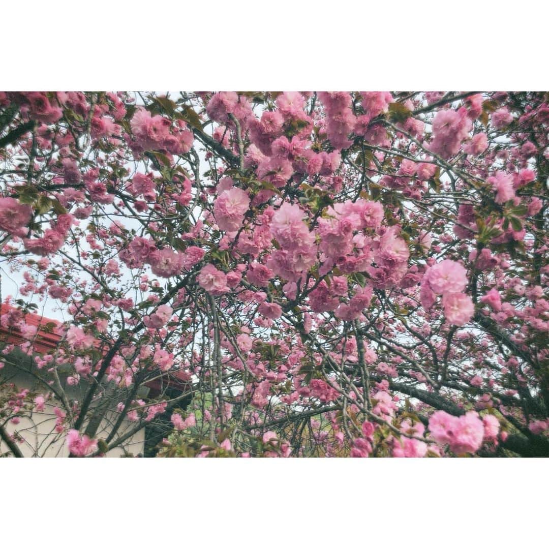 チョン・リョウォンのインスタグラム：「. flowers are the music of the ground- from the earth’s lips spoken without a sound🌸」