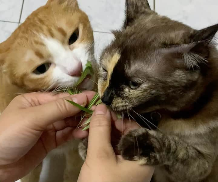 tamatamagoのインスタグラム：「😼🐱Yummy 😋   猫が好きな笹。 ものすごい勢いで育ってます🌱🌱🌱😅 玄関にハサミを置いて✂️欲しい人に持って行ってもらってますが追いつかない💦誰かもらって〜🤣🤣🤣  #猫が好きな笹😆🌱  #ハニハナ劇場   2022/04/24  #猫　#ねこ　#にゃんこ　#にゃんだふるらいふ #ねこ部 #保護猫　#保護猫出身 #元野良猫 #茶トラ　#ちゃとら #茶トラ男子部 #サビ猫 #さびねこ #さび猫 #茶白　#cats_of_instagram #gingercat #gingercatsofinstagram #orangecat #orangetabbycat  #tortiesofinstagram #catthailand」