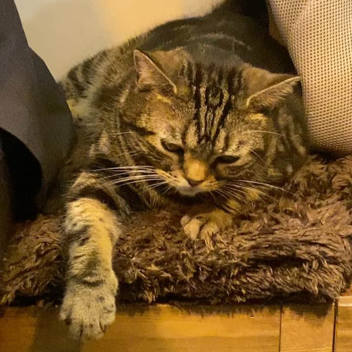 藤井舞のインスタグラム：「リアル招き猫ちゅうw  #ねこ  #アメショー  #アメリカンショートヘア  #フリーアナウンサー  #女子アナ  #女性経営者  #若手経営者  #起業家  #大田区 #大森  #ねことふじい  #アナウンサー  #オーナー  #飲食店経営  #求人募集  #フォロー希望」