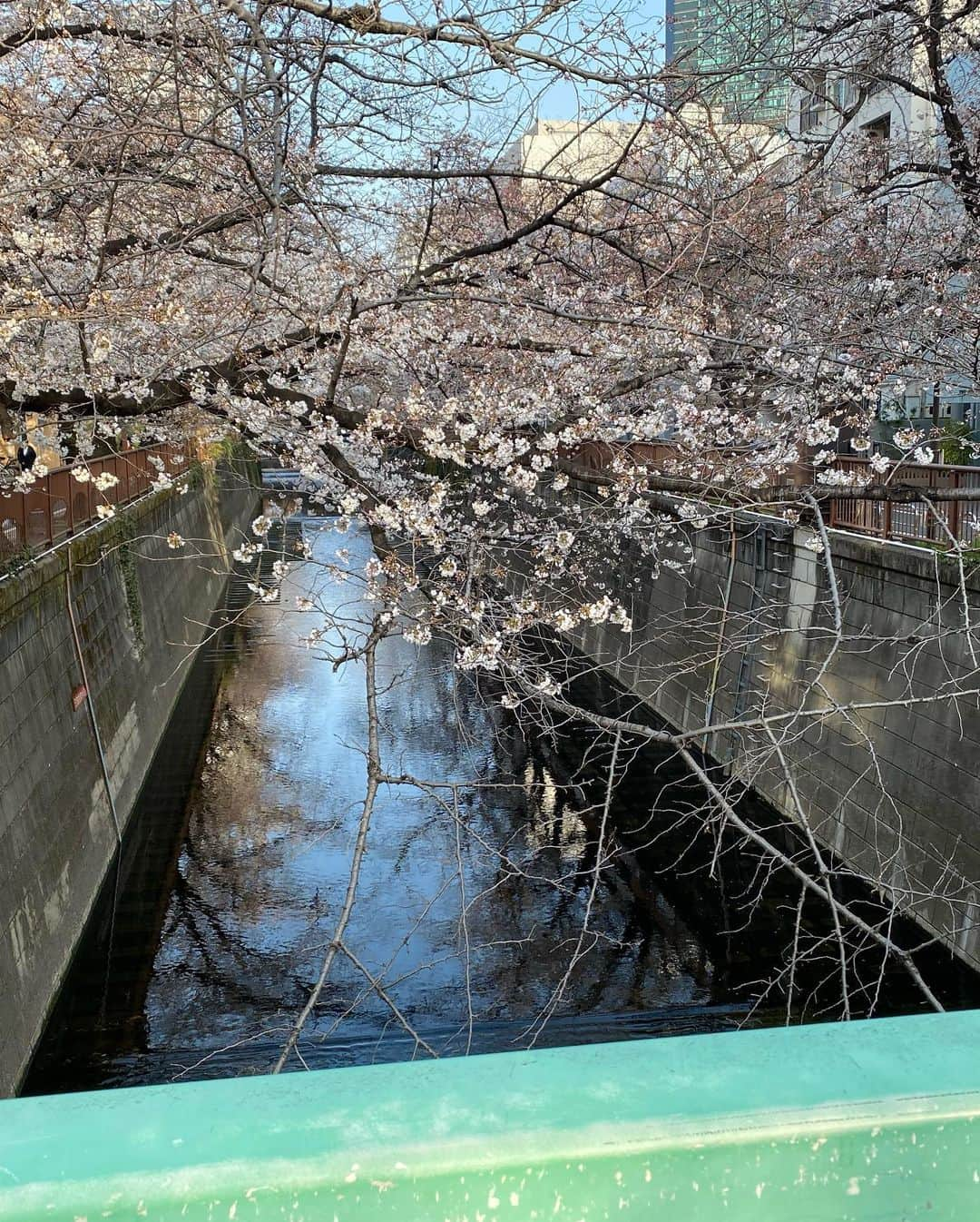 南原清隆さんのインスタグラム写真 - (南原清隆Instagram)「今年の桜です。 一分咲きから葉桜まで 移り変わっていくを 眺めるの楽しいものです。 葉桜の下を散策すると 気分まで爽やかになりますね。 余花（よか）って言葉を知りました。 春に遅れて咲く花、遅咲きの花だそうです。 もし見つけられたらYATTA〜😆  どの桜が好きですか？」4月24日 16時30分 - nanchan_official_