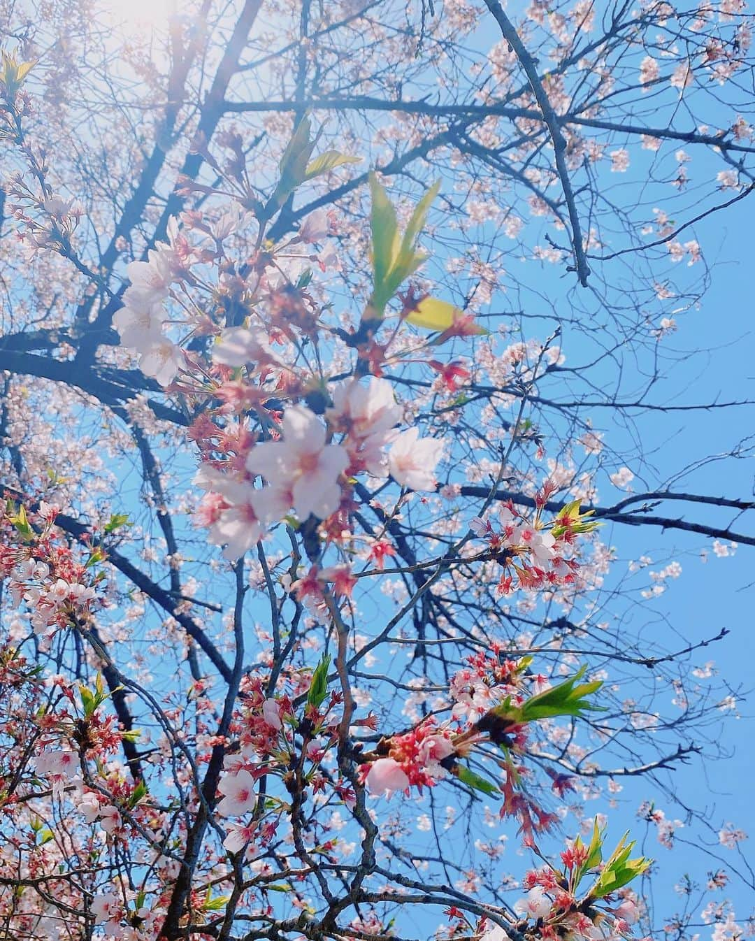 南原清隆さんのインスタグラム写真 - (南原清隆Instagram)「今年の桜です。 一分咲きから葉桜まで 移り変わっていくを 眺めるの楽しいものです。 葉桜の下を散策すると 気分まで爽やかになりますね。 余花（よか）って言葉を知りました。 春に遅れて咲く花、遅咲きの花だそうです。 もし見つけられたらYATTA〜😆  どの桜が好きですか？」4月24日 16時30分 - nanchan_official_