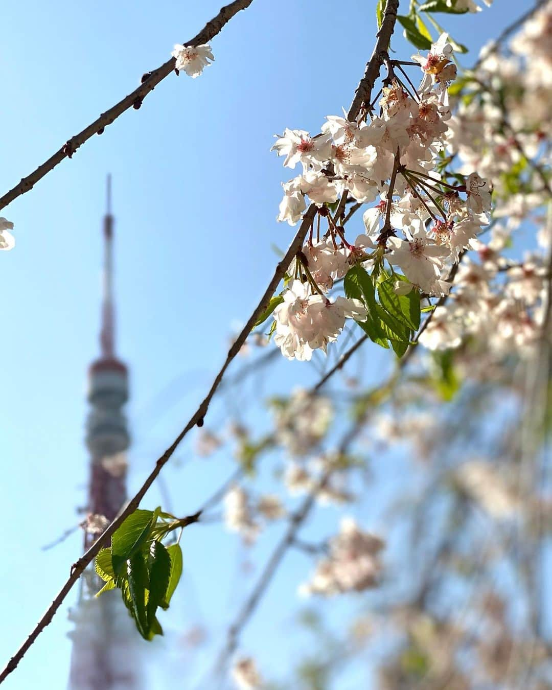 南原清隆さんのインスタグラム写真 - (南原清隆Instagram)「今年の桜です。 一分咲きから葉桜まで 移り変わっていくを 眺めるの楽しいものです。 葉桜の下を散策すると 気分まで爽やかになりますね。 余花（よか）って言葉を知りました。 春に遅れて咲く花、遅咲きの花だそうです。 もし見つけられたらYATTA〜😆  どの桜が好きですか？」4月24日 16時30分 - nanchan_official_