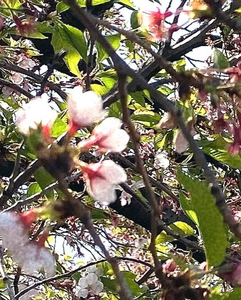 南原清隆さんのインスタグラム写真 - (南原清隆Instagram)「今年の桜です。 一分咲きから葉桜まで 移り変わっていくを 眺めるの楽しいものです。 葉桜の下を散策すると 気分まで爽やかになりますね。 余花（よか）って言葉を知りました。 春に遅れて咲く花、遅咲きの花だそうです。 もし見つけられたらYATTA〜😆  どの桜が好きですか？」4月24日 16時30分 - nanchan_official_