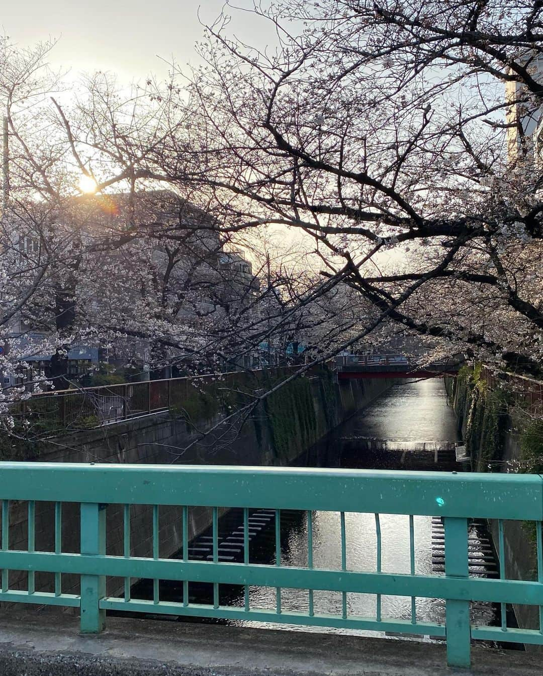 南原清隆さんのインスタグラム写真 - (南原清隆Instagram)「今年の桜です。 一分咲きから葉桜まで 移り変わっていくを 眺めるの楽しいものです。 葉桜の下を散策すると 気分まで爽やかになりますね。 余花（よか）って言葉を知りました。 春に遅れて咲く花、遅咲きの花だそうです。 もし見つけられたらYATTA〜😆  どの桜が好きですか？」4月24日 16時30分 - nanchan_official_