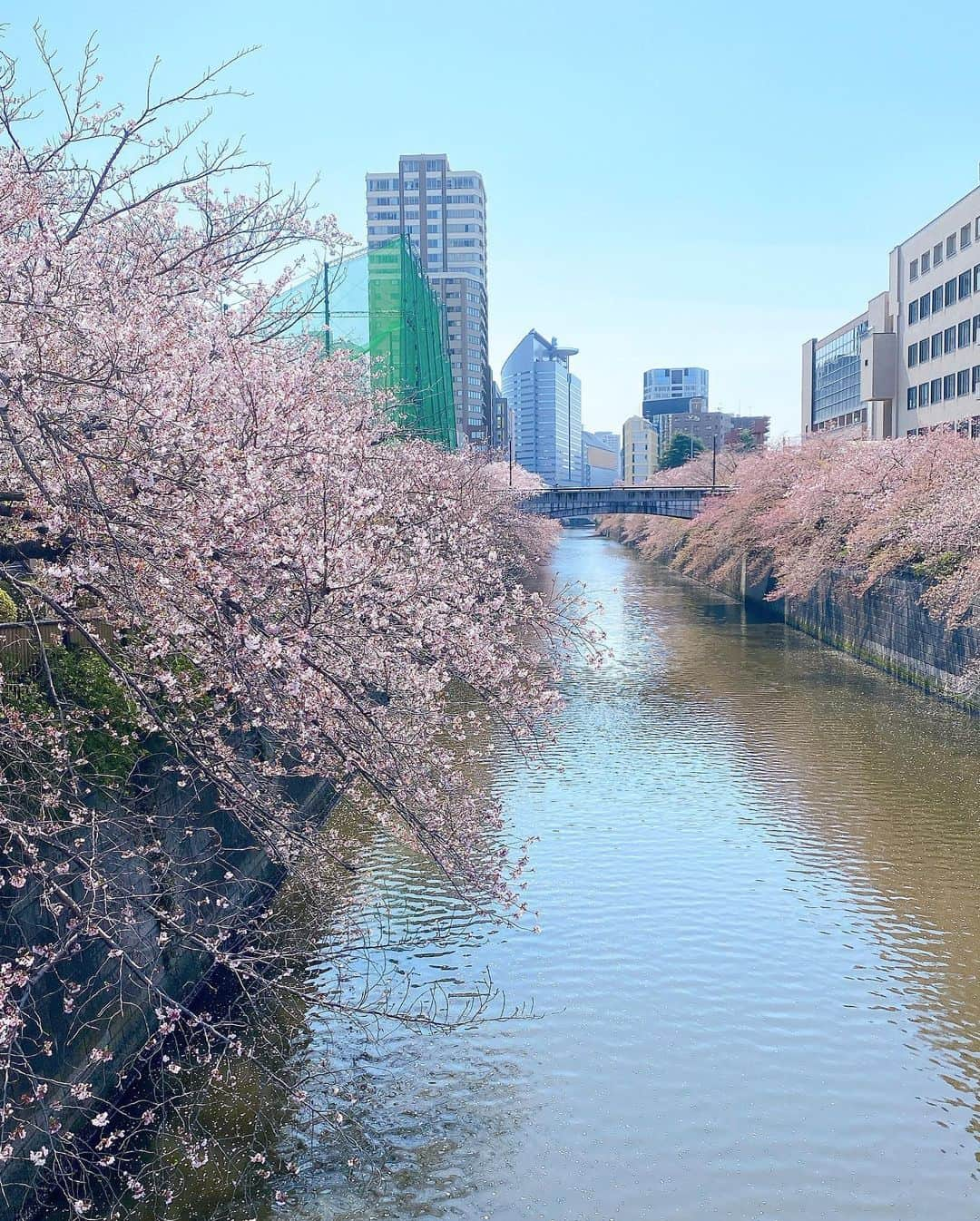 南原清隆さんのインスタグラム写真 - (南原清隆Instagram)「今年の桜です。 一分咲きから葉桜まで 移り変わっていくを 眺めるの楽しいものです。 葉桜の下を散策すると 気分まで爽やかになりますね。 余花（よか）って言葉を知りました。 春に遅れて咲く花、遅咲きの花だそうです。 もし見つけられたらYATTA〜😆  どの桜が好きですか？」4月24日 16時30分 - nanchan_official_