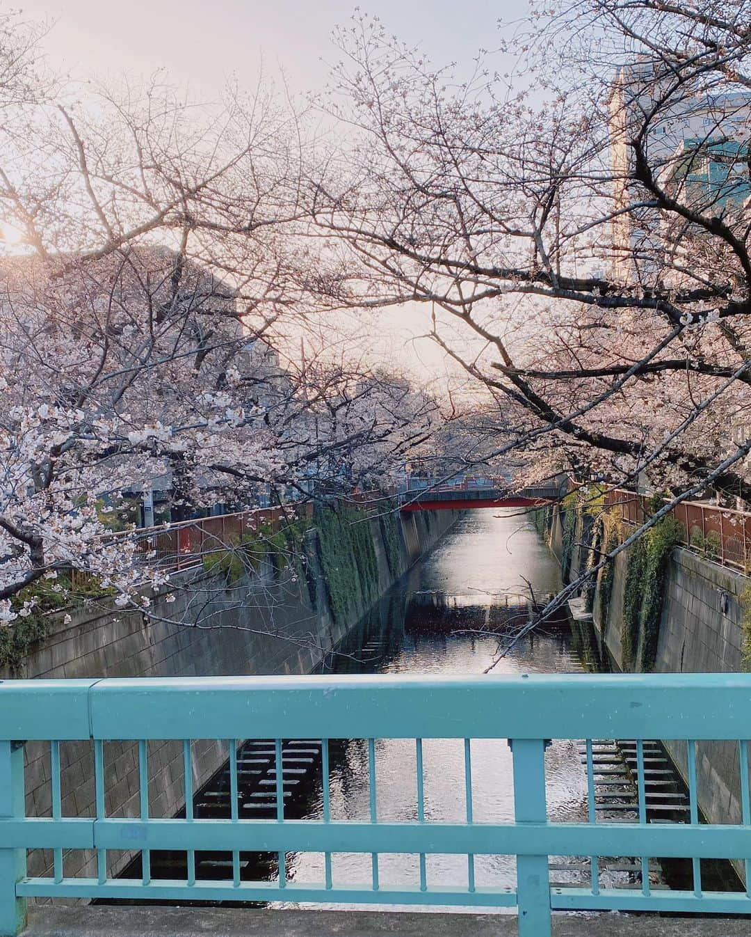 南原清隆さんのインスタグラム写真 - (南原清隆Instagram)「今年の桜です。 一分咲きから葉桜まで 移り変わっていくを 眺めるの楽しいものです。 葉桜の下を散策すると 気分まで爽やかになりますね。 余花（よか）って言葉を知りました。 春に遅れて咲く花、遅咲きの花だそうです。 もし見つけられたらYATTA〜😆  どの桜が好きですか？」4月24日 16時30分 - nanchan_official_