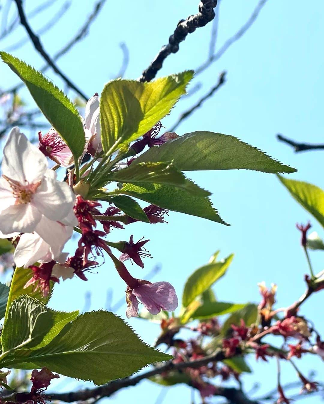 南原清隆さんのインスタグラム写真 - (南原清隆Instagram)「今年の桜です。 一分咲きから葉桜まで 移り変わっていくを 眺めるの楽しいものです。 葉桜の下を散策すると 気分まで爽やかになりますね。 余花（よか）って言葉を知りました。 春に遅れて咲く花、遅咲きの花だそうです。 もし見つけられたらYATTA〜😆  どの桜が好きですか？」4月24日 16時30分 - nanchan_official_