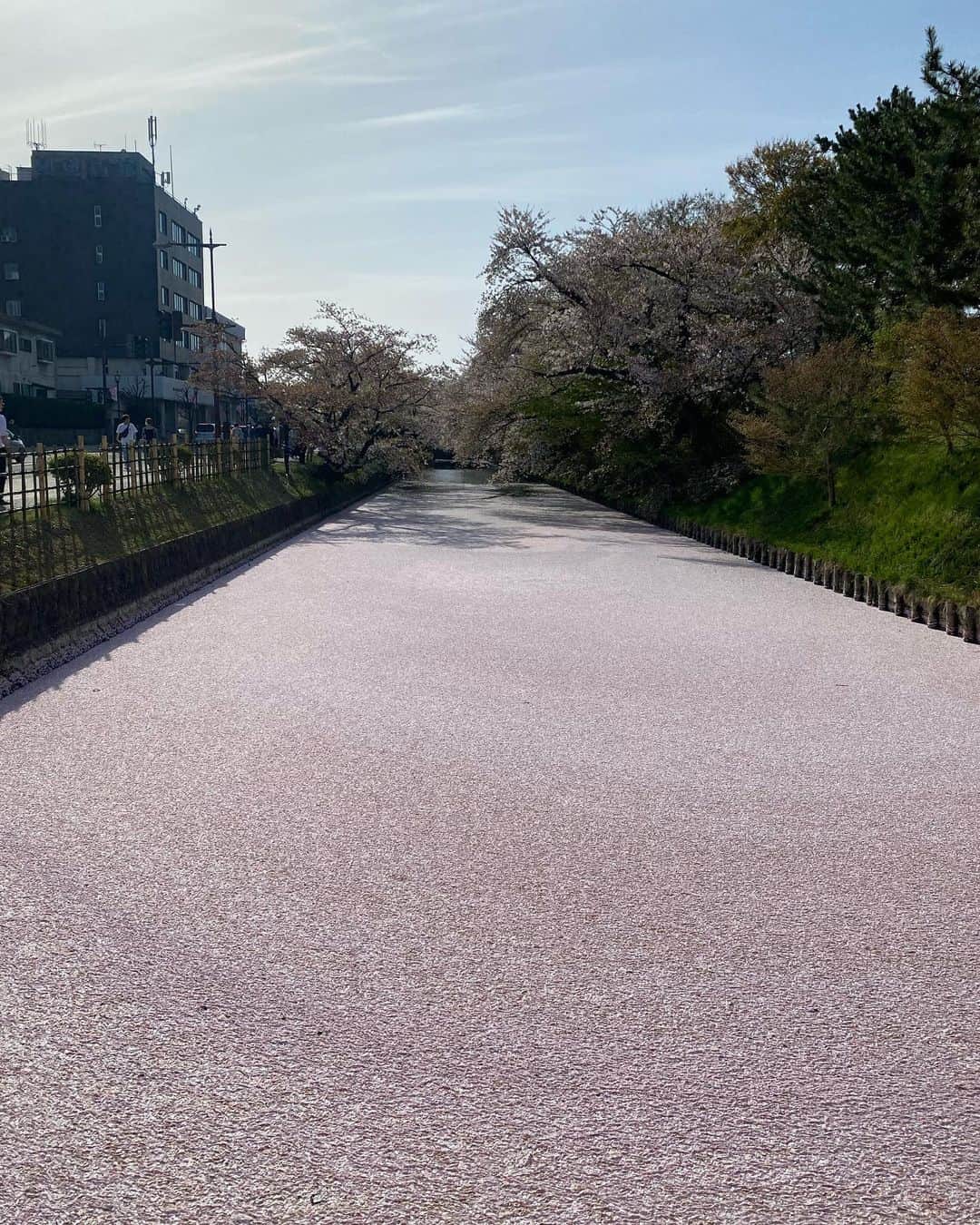 じろうさんのインスタグラム写真 - (じろうInstagram)「お堀一面桜の花びらでまっピンク。 さくらまつり堪能しました。 また東京で出稼ぎしてきます。 皆様も生きてるうちに是非一度弘前さくらまつりへ。」4月24日 18時30分 - sissonne_jiro