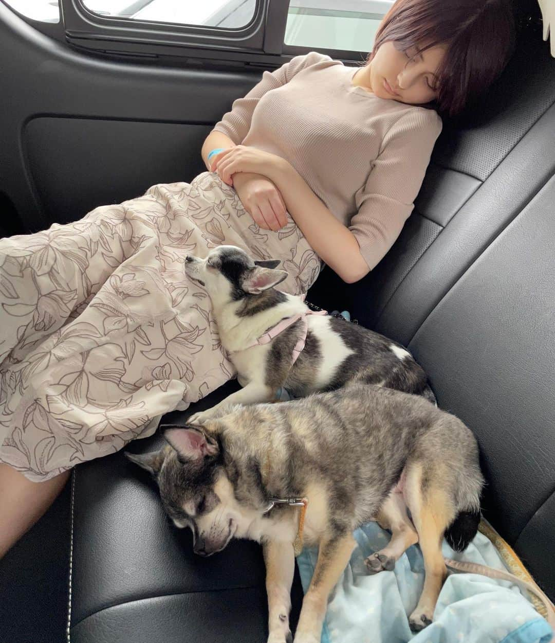 新藤加菜のインスタグラム：「. ももクロの春一ライブに疲れて 家族全員で爆睡😌💤🌙  #犬と旅行 #どっぐすたぐらむ  #dogstagram  #ちわすたぐらむ  #chihuahua #チワスタグラム #スムースチワワ #lifewithdogs  #爆睡 #元保護犬」