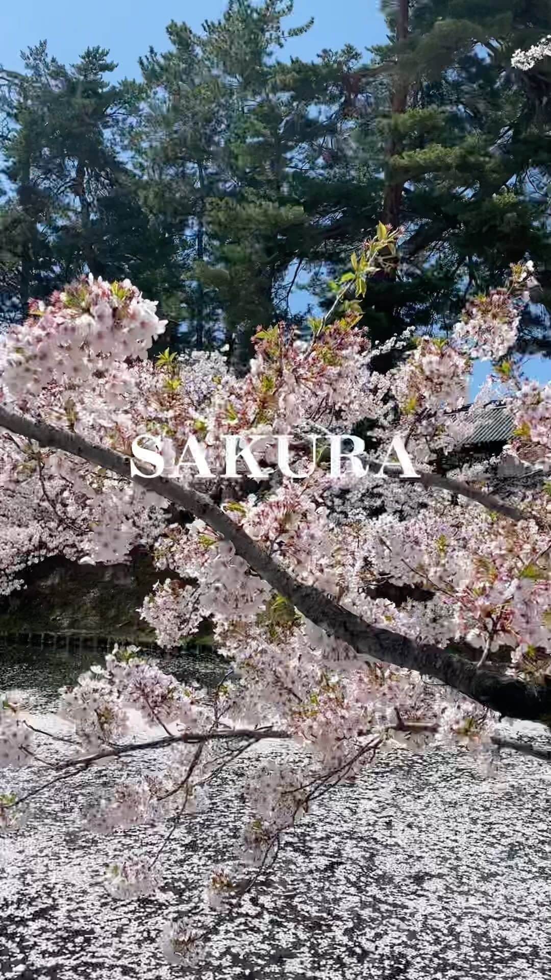 新矢皐月のインスタグラム：「弘前城の桜みたことある？　#青森 #桜 #sakura #弘前　#japaneseculture #japanphoto」