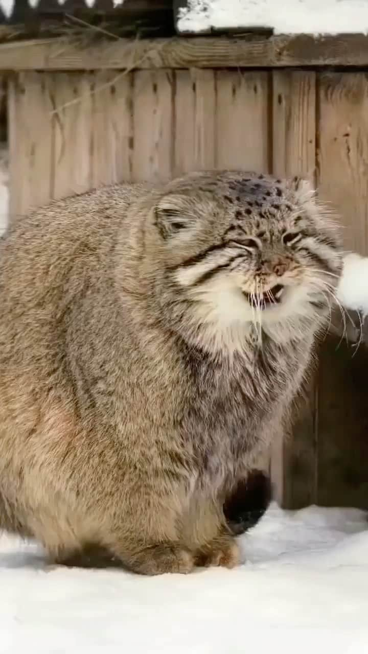 アンナ・パキンのインスタグラム：「#pallascats  just make me so happy.  Posted @withregram • @chonksdoingthings #chonk of the day! Credit: @romanpaulov   Showcase your #chonkycat love when you shop our store! #linkinbio👆 www.Chonksdoingthings.com . @the_pizzacat @catnamedpizza  @the_catnamedcheeto  .」