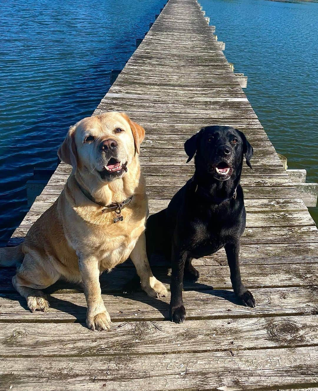 Huckさんのインスタグラム写真 - (HuckInstagram)「Dock days 🙌🏼☀️🌊⛱ . . . . . . . . #talesofalab #fab_labs_ #yellowlablove #yellowlabradors #labrador #labrador_class #thelablove_feature #labsofinstagram #yellowlaboftheday #blacklab #blacklabsofinsta #englishlabofinstagram #englishlab #labphotooftheday #labs_of_insta #worldofmylab #worldoflabs #justlabradors」4月25日 9時15分 - yellow_lab_named_huck