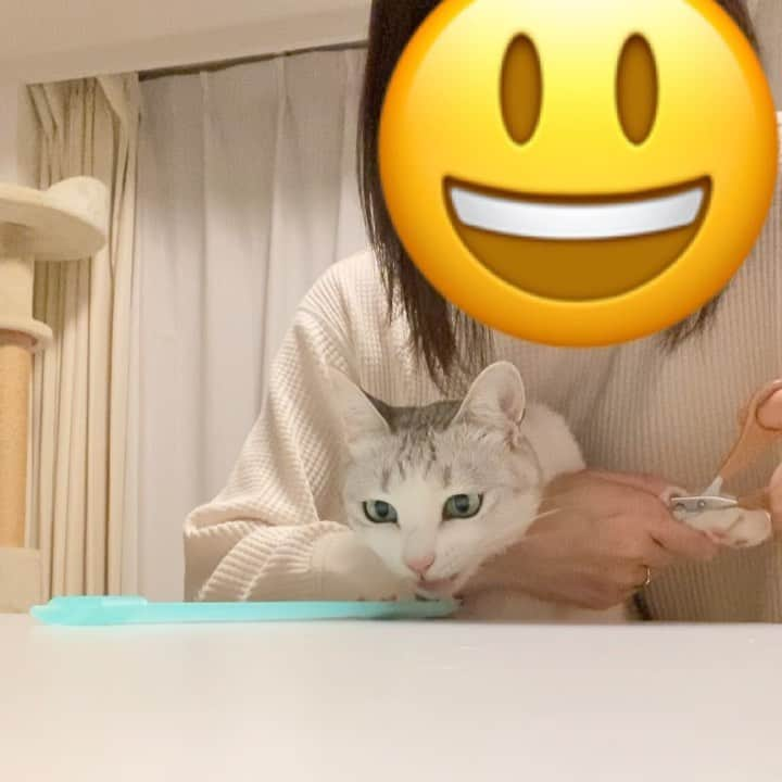 つるちゃんのインスタグラム：「ひとりでつるちゃんの爪切りできた！😂 ちゅーる乗せたスプーンをテーブルに置いて、椅子に座ってつるちゃんを膝の上に乗せてちゅーる食べさせながら急いで切る！🤣 食べるの早すぎて左足だけ切れなかった😩  いつも暴れて2人体制でしか爪切れないニャンコたち試してみて〜💅😺 .  #猫 #ねこ #にゃんこ #ねこ部 #ふわもこ部 #ねこすたぐらむ #ペコねこ部 #にゃんすたぐらむ #cat #neko #instacat #catstagram #instagramcats  #catsconnect #meowbox #bestmeow #catsofinstagram #meowed #weeklyfluff #thedailykitten #9gag」