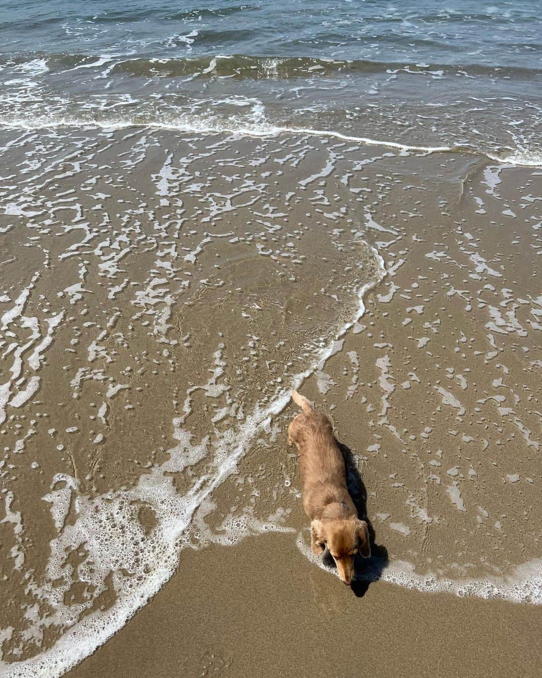 ローラさんのインスタグラム写真 - (ローラInstagram)「Sunday beach breathwork🌊今日は、カリフォルニアにあるベニスビーチで呼吸法のトレーニングを受けにきたよ❗️  たまたま携帯でみつけてよやくをしてみたの💕  人間と呼吸ってすごく深いなぁって。  わたしは、ストレスを感じたり落ち込んだりすると、呼吸が浅くなるの。逆に癒しや幸せを感じると呼吸がゆっくり流れて深くなっている事を感じるの。  でも、やっぱりいつも意識をするのは得意じゃなくって。。  どんどんレッスンをしてうまくバランス良くできるようになりたいなって。  このレッスンの時、最初の10分は何も感じなくて、、そうしたら、急にヒーリングの音楽と共に涙がでてきて、、心の奥にある何かが流れた感じがしたの、、。そして一緒にいる人達と、人種も全てを超えた、なにか深い愛とリスペクトを感じたんだ。。んん。言葉で表すのは難しいなぁ😁  また訪れてみようっと。 いつか習得をしたらみんなにもシェアをしたいなぁ🌱  ありがとう　@op_e___n 💕  I happened to find it on my phone and made a reservation for beach breathwork🌊  I'm a very sensitive person, so when I feel stressed or anxious, my breathing becomes shallow. When I feel happy, I breathe deeply and for longer. But I'm not used to being conscious of breathing yet.  Breathing with people is very deep.  For the first 10 minutes I didn’t feel anything, and then suddenly tears came out and I felt that something in my heart was flowing.  After finishing, I got up and felt like smiling with everyone I met. People from all walks of life and from different backgrounds. There's no walls up there,  help each other and feel loved.   It's a deep bond between people..  I started to appreciate and love something about myself💕  I would like to visit again!!  If I learn it well someday, I want to be able to share it with everyone😁💕 ♥️Thank you @op_e___n」4月25日 9時45分 - rolaofficial
