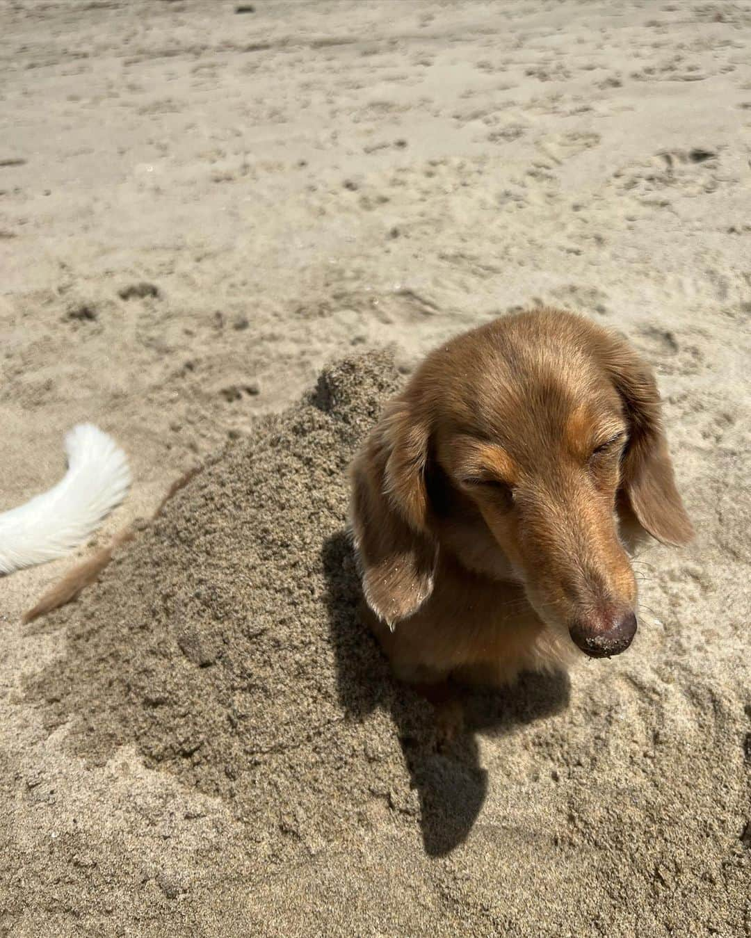 ローラさんのインスタグラム写真 - (ローラInstagram)「Sunday beach breathwork🌊今日は、カリフォルニアにあるベニスビーチで呼吸法のトレーニングを受けにきたよ❗️  たまたま携帯でみつけてよやくをしてみたの💕  人間と呼吸ってすごく深いなぁって。  わたしは、ストレスを感じたり落ち込んだりすると、呼吸が浅くなるの。逆に癒しや幸せを感じると呼吸がゆっくり流れて深くなっている事を感じるの。  でも、やっぱりいつも意識をするのは得意じゃなくって。。  どんどんレッスンをしてうまくバランス良くできるようになりたいなって。  このレッスンの時、最初の10分は何も感じなくて、、そうしたら、急にヒーリングの音楽と共に涙がでてきて、、心の奥にある何かが流れた感じがしたの、、。そして一緒にいる人達と、人種も全てを超えた、なにか深い愛とリスペクトを感じたんだ。。んん。言葉で表すのは難しいなぁ😁  また訪れてみようっと。 いつか習得をしたらみんなにもシェアをしたいなぁ🌱  ありがとう　@op_e___n 💕  I happened to find it on my phone and made a reservation for beach breathwork🌊  I'm a very sensitive person, so when I feel stressed or anxious, my breathing becomes shallow. When I feel happy, I breathe deeply and for longer. But I'm not used to being conscious of breathing yet.  Breathing with people is very deep.  For the first 10 minutes I didn’t feel anything, and then suddenly tears came out and I felt that something in my heart was flowing.  After finishing, I got up and felt like smiling with everyone I met. People from all walks of life and from different backgrounds. There's no walls up there,  help each other and feel loved.   It's a deep bond between people..  I started to appreciate and love something about myself💕  I would like to visit again!!  If I learn it well someday, I want to be able to share it with everyone😁💕 ♥️Thank you @op_e___n」4月25日 9時45分 - rolaofficial