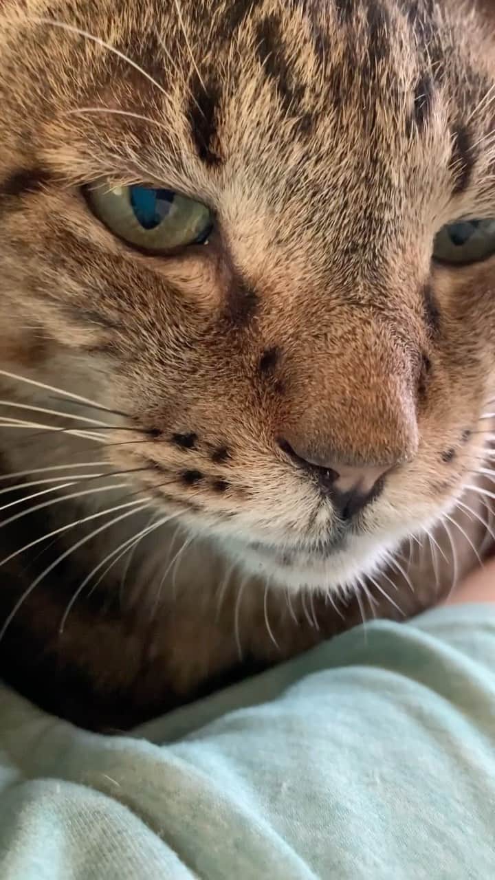 くるねこ大和のインスタグラム