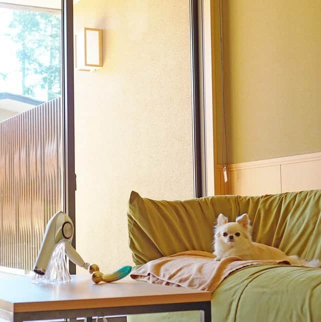 25ans SHOPのインスタグラム：「箱根・強羅の温泉宿レジーナリゾート箱根雲外荘で、ReFa（リファ）商品をお試しできる宿泊プラン「愛犬と一緒にキレイになろう！」がスタート。滞在中、5種類のReFa商品が体感し放題❣️  @hakone_ungaiso   #エレドッグ #犬旅 #ペットと泊まれる宿 #ワンコと旅行 #レジーナリゾート箱根雲外荘 #リファ」