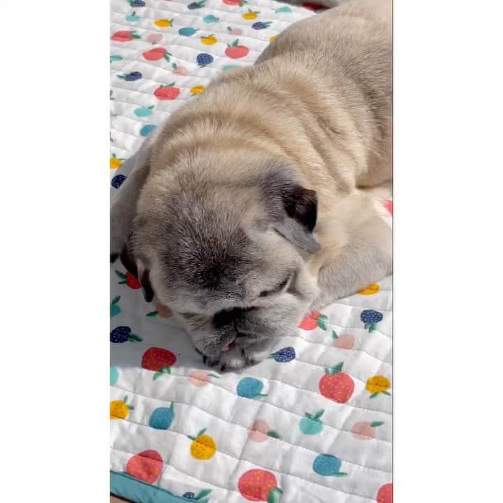八兵衛のインスタグラム：「sunbathing 🌞 * * 縁側で ひと眠りはっちゃん。 * *  #ほぼ黒パグ #おじいちゃん犬 #15歳7か月  #pug #puggy #puglife #puglove #petstagram #pugstagram #pugsofinstagram #pugs #dog #八兵衛 #はちべえ #amazonpets」
