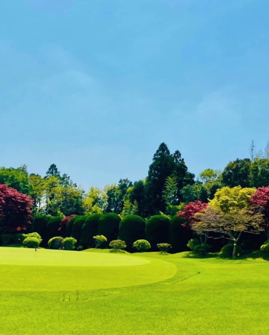 高柳愛実さんのインスタグラム写真 - (高柳愛実Instagram)「. ゴルフ場での収録。春なのに真っ赤な紅葉が本当に綺麗でとっても癒されました。ノムラモミジ、と言う品種だそうです。覚えておこう。また行きたいなぁ☺︎  #ゴルフ倶楽部成田ハイツリー  #tigoragolf #golf」4月25日 18時34分 - takayanagi_manami
