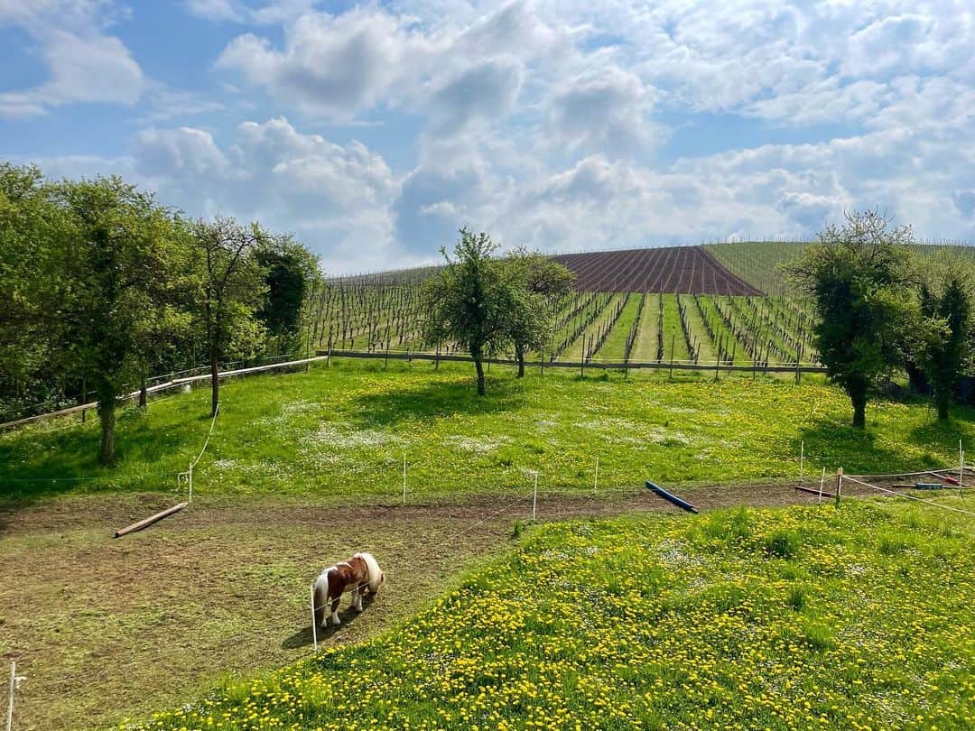 アグネス・ザワツキーのインスタグラム：「🌳 🐴 ☀️」