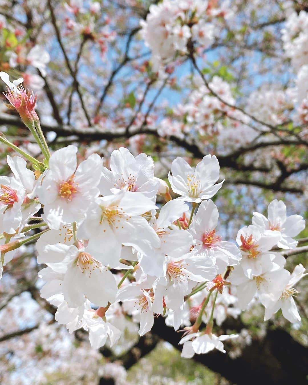 帆春のインスタグラム：「. まだ咲いている地域に撮影で行きました🌸  #japan #japanese #japantravel 👘🍣 #cherryblossom #cherryblossoms  #日本 #春 #春夏秋冬 #桜 #さくら #サクラ  また来年も元気に桜を見れますように🌸」