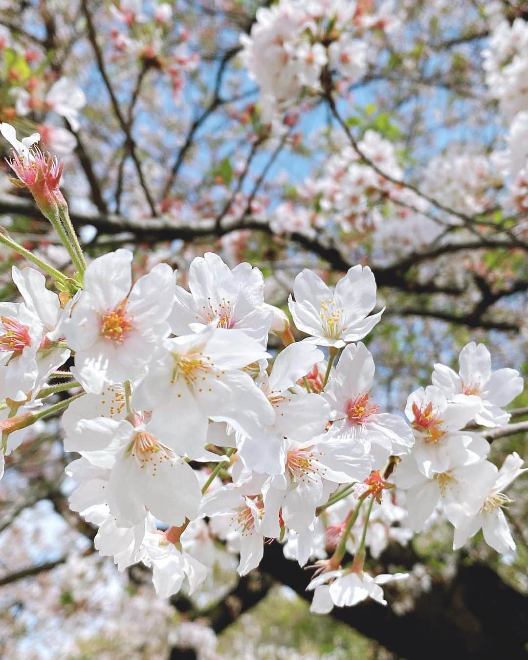 帆春さんのインスタグラム写真 - (帆春Instagram)「. まだ咲いている地域に撮影で行きました🌸  #japan #japanese #japantravel 👘🍣 #cherryblossom #cherryblossoms  #日本 #春 #春夏秋冬 #桜 #さくら #サクラ  また来年も元気に桜を見れますように🌸」4月25日 20時01分 - hoharu_oyama