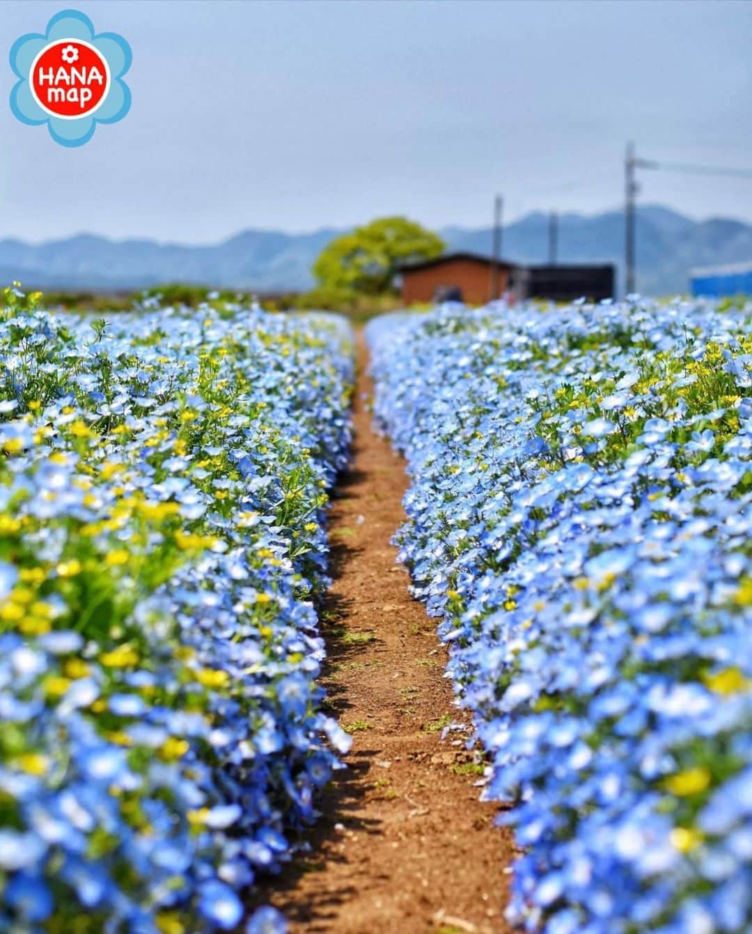 はなまっぷ❁日本の花風景さんのインスタグラム写真 - (はなまっぷ❁日本の花風景Instagram)「🌸はなまっぷ🌸 * @niko_n72 さんの 花のある風景に花まるを💮 * まるでおとぎの国のような可愛いネモフィラの小径をありがとうございます😊🌸 * 山口　#花の海 Hananoumi, Yamaguchi Pref. * 🌼ネモフィラの花言葉📝🌼 どこでも成功 * ※見頃が過ぎている花、終わっている花もご紹介させていただいています。 * 🌸•••🌸•••🌸•••🌸•••🌸•••🌸 * いつも素敵なお花をありがとうございます😊 #はなまっぷ #日本の美しい花風景#花のある風景#花#花言葉#花#花畑#花風景#ネモフィラ#ネモフィラ畑 * 🌸••••••お知らせ••••••🌸 * 花風景検索サイト　はなまっぷ https://hanamap.com 🔍「はなまっぷ」または @hanamap プロフィール欄から ぜひご覧ください」4月25日 21時13分 - hanamap