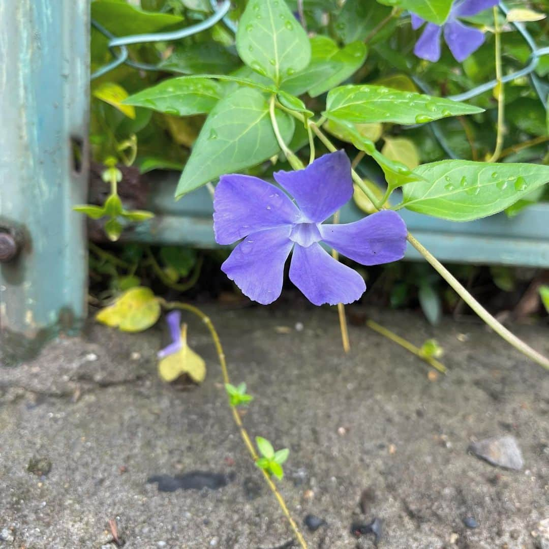 羽崎ほのさんのインスタグラム写真 - (羽崎ほのInstagram)4月25日 22時59分 - hazaki_hono