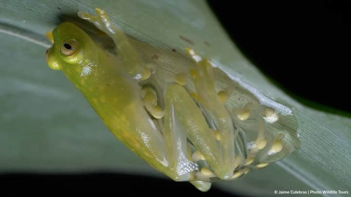 thephotosocietyのインスタグラム：「Video by @jaime_culebras // The rainy season is the peak reproductive season for the majority of the glass frogs. Some of them have parental care. In this case, a male of "Hyalinobatrachium tatayoi", from Ecuador, is carrying out what is called as nocturnal brooding, in which his ventral surface and thighs are in contact with the clutch. With this, they reduce the dehydration of the eggs. The sounds that are heard in the background are males of this frog calling.  #glassfrog #frog #biodiversity #ecuador #amphibian @thephotosociety  For more images and stories, follow me @jaime_culebras.」