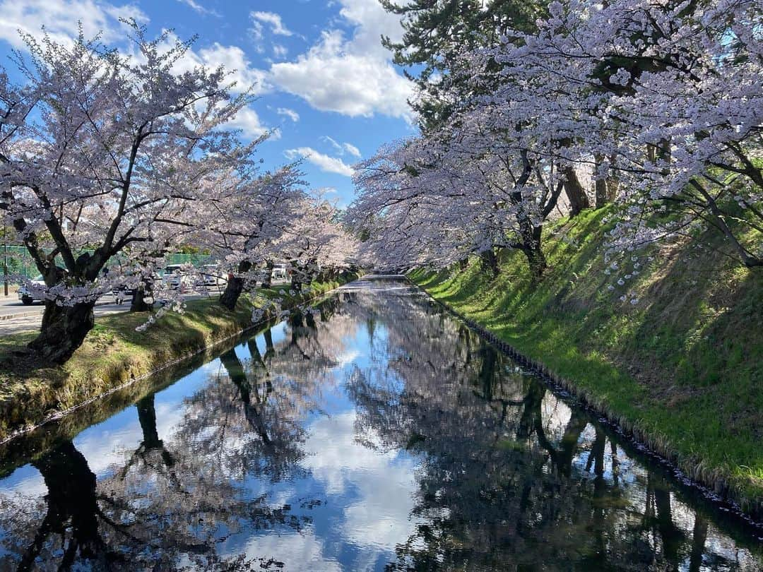 加田晶子さんのインスタグラム写真 - (加田晶子Instagram)「先日、3年ぶりに第二の故郷、青森に行けました😭❤️  弘前の満開の桜を心の友と見られました🥺やはり弘前城の桜は最高ですね❣️日本一だと思っております🌸 この日は真っ青な空に淡いピンクが映えていて、非常に美しかったです😌癒しの空間が広がっていました。 エネルギーチャージできたので、また頑張ります🌷  #弘前さくらまつり #弘前城 #弘前城の桜#桜の名所 #日本一の桜 #満開の桜#sakura #お花見 #3年ぶり #青森 #第二の故郷 #原点#エネルギーチャージ#旅の記録 #フリーアナウンサー #アナウンサー#女子アナ #フリーランス」4月26日 9時17分 - accoo.k