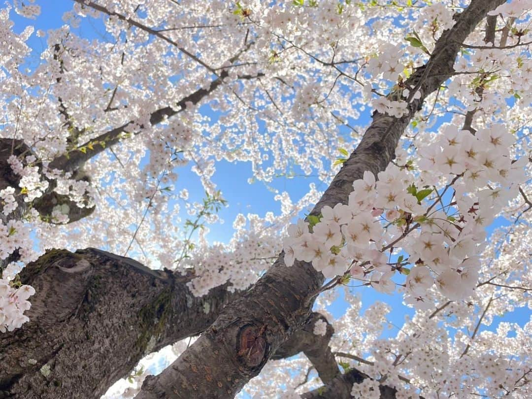 加田晶子さんのインスタグラム写真 - (加田晶子Instagram)「先日、3年ぶりに第二の故郷、青森に行けました😭❤️  弘前の満開の桜を心の友と見られました🥺やはり弘前城の桜は最高ですね❣️日本一だと思っております🌸 この日は真っ青な空に淡いピンクが映えていて、非常に美しかったです😌癒しの空間が広がっていました。 エネルギーチャージできたので、また頑張ります🌷  #弘前さくらまつり #弘前城 #弘前城の桜#桜の名所 #日本一の桜 #満開の桜#sakura #お花見 #3年ぶり #青森 #第二の故郷 #原点#エネルギーチャージ#旅の記録 #フリーアナウンサー #アナウンサー#女子アナ #フリーランス」4月26日 9時17分 - accoo.k